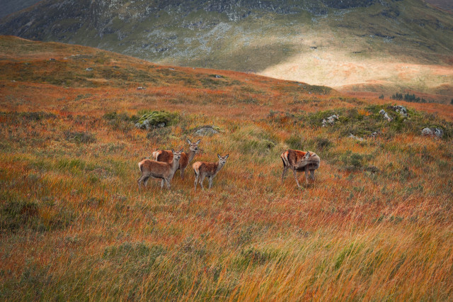 Wild deer roaming the West Highland Way